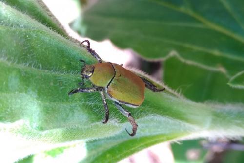 Réf. 257 283 : Hoplia argentea